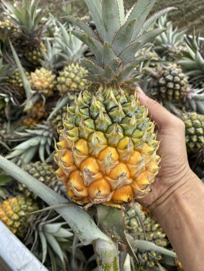 出售正宗泰国小菠萝种苗
