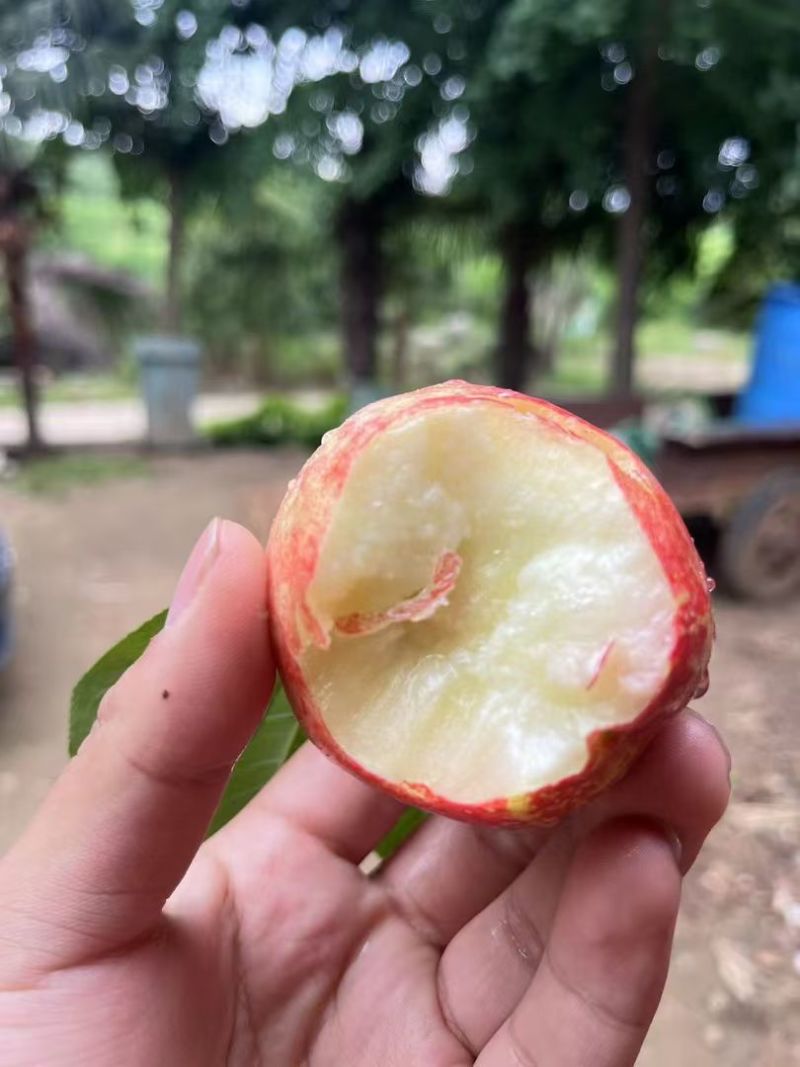 随州油桃中油