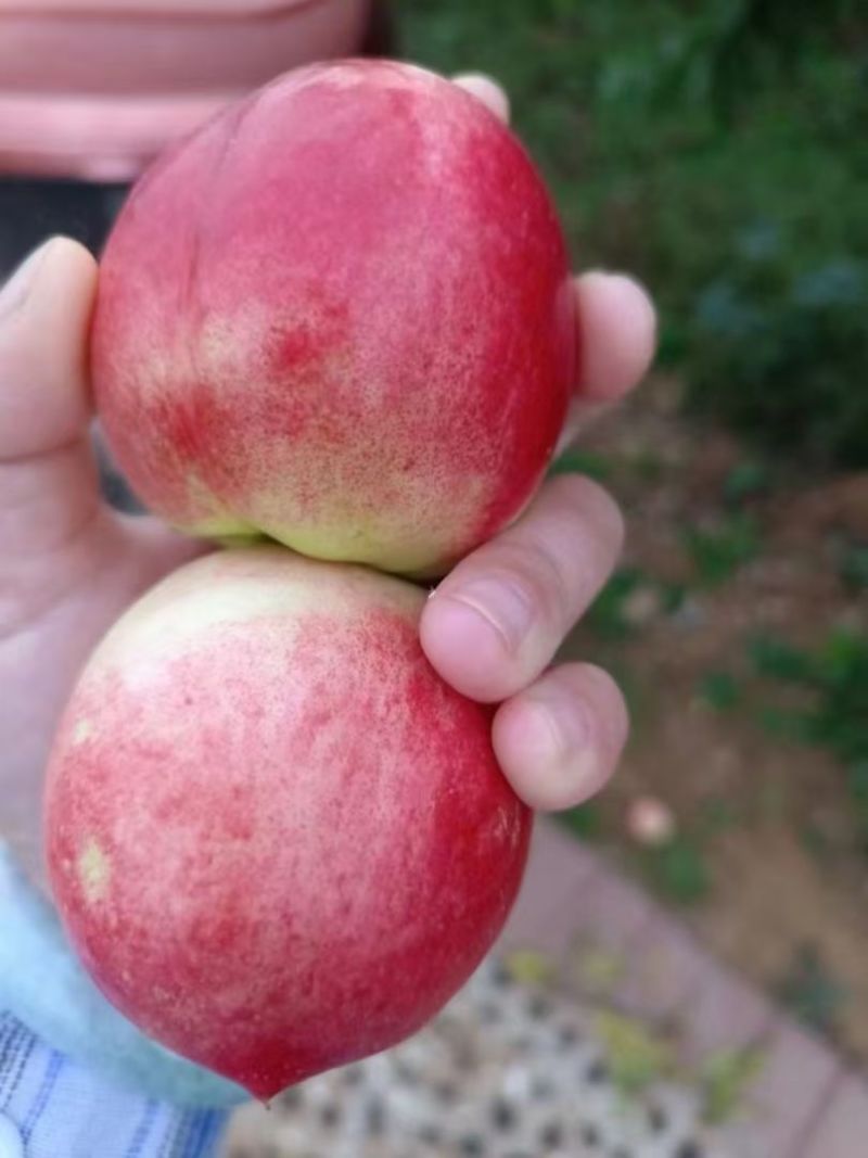 随州油桃中油