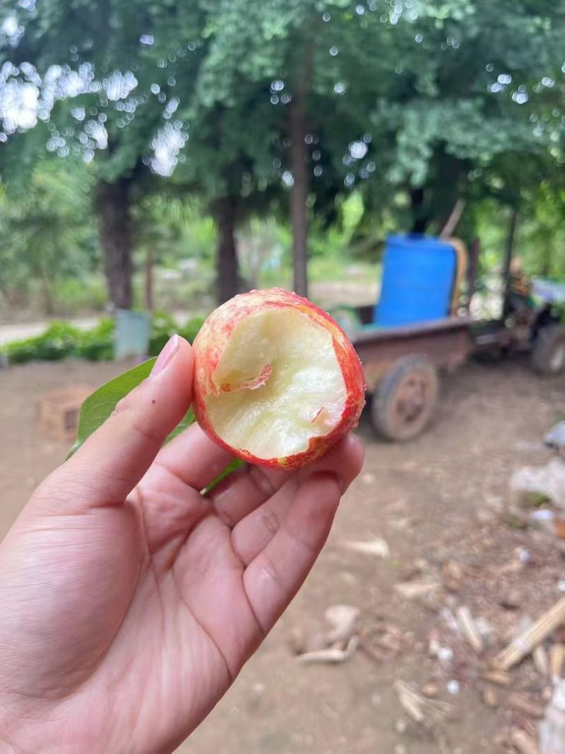 随州油桃中油