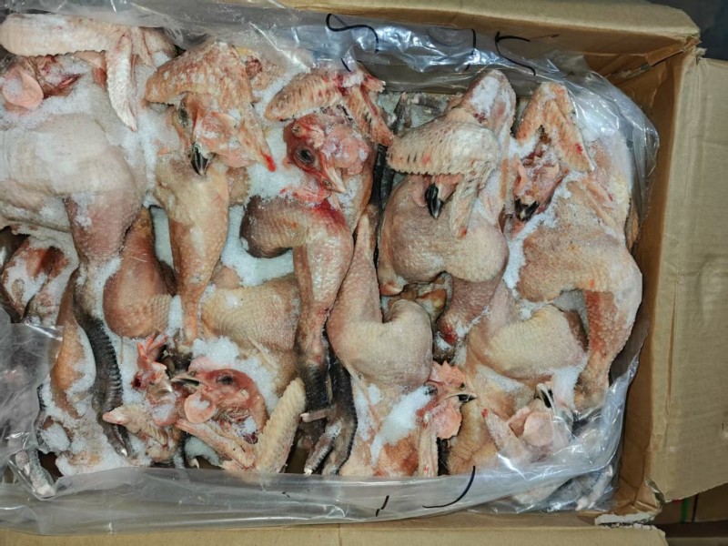 笨公鸡，黑爪黑凤鸡