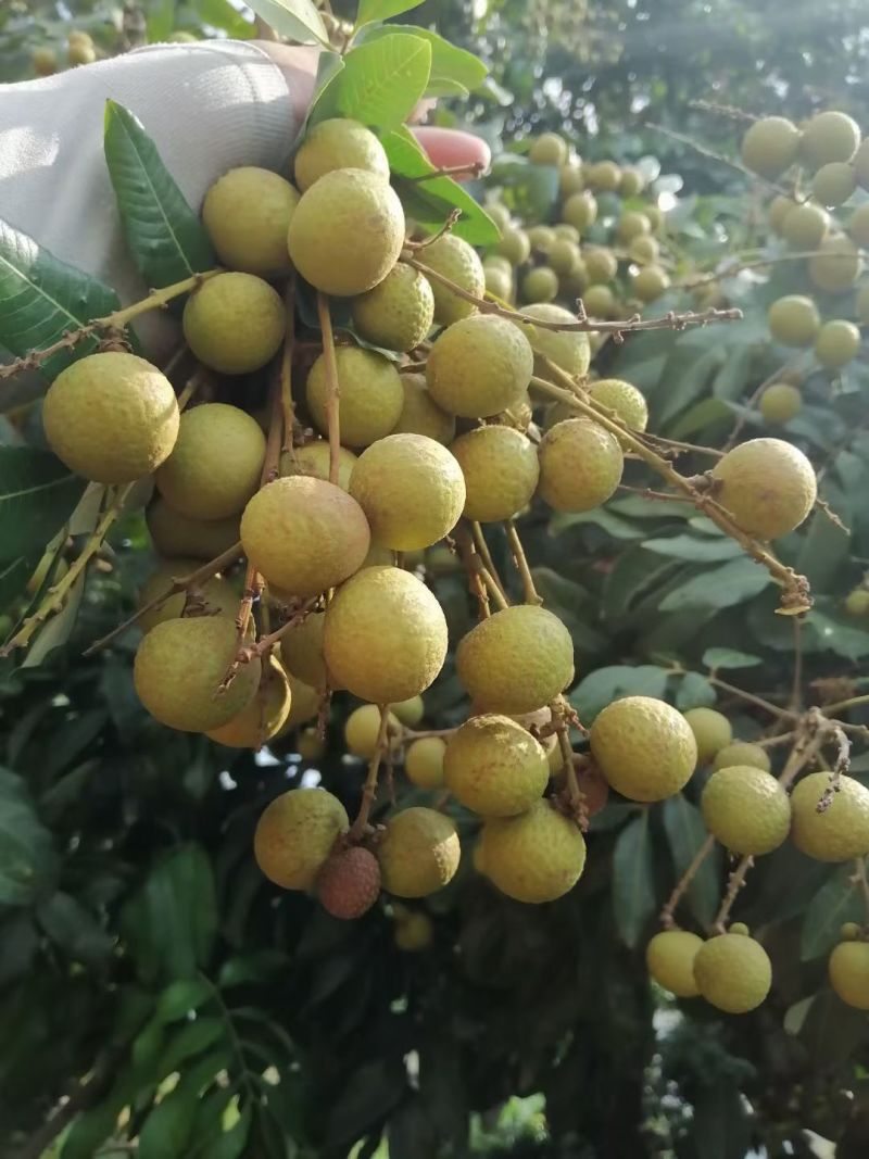 高州石硖龙眼