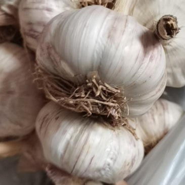 大青稞