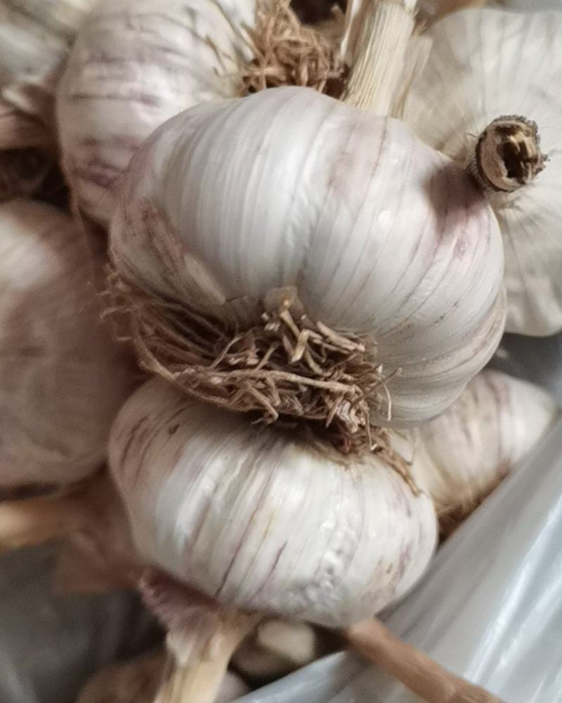 大青稞