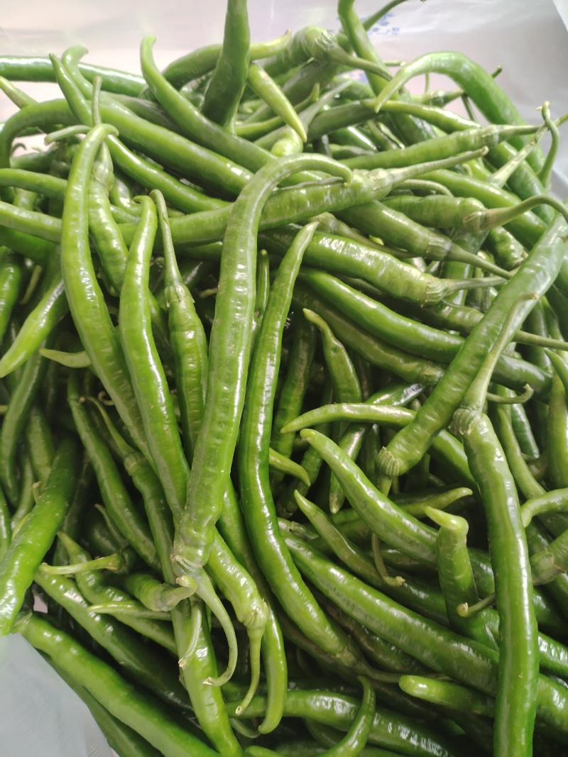 二荆条