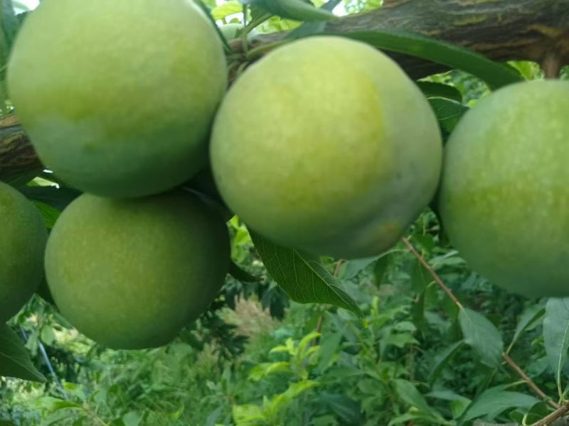 茂县青翠李