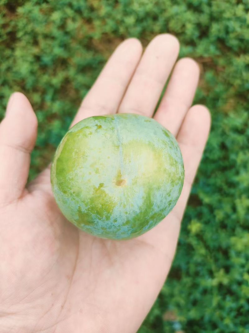 茂县青翠李