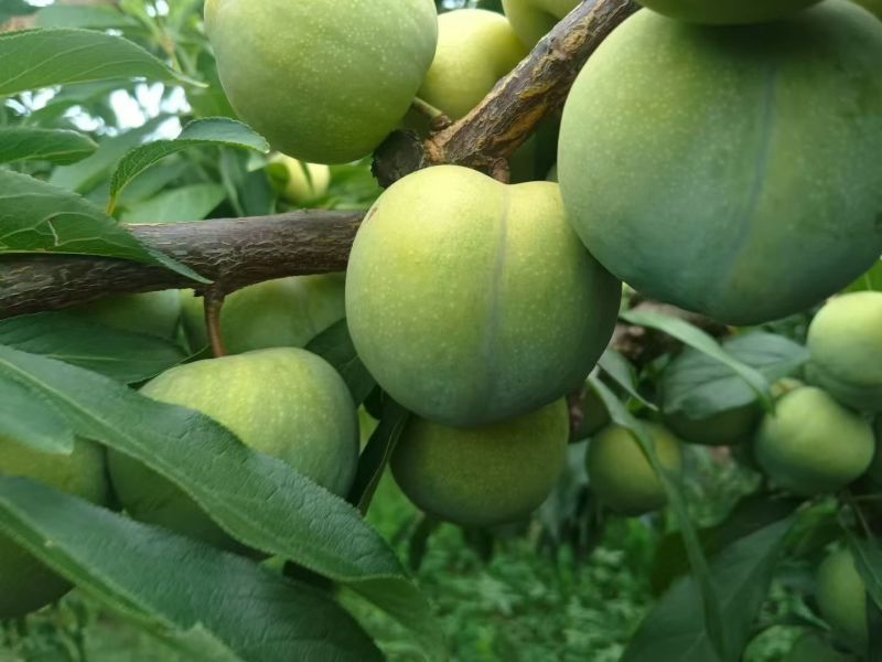茂县青翠李