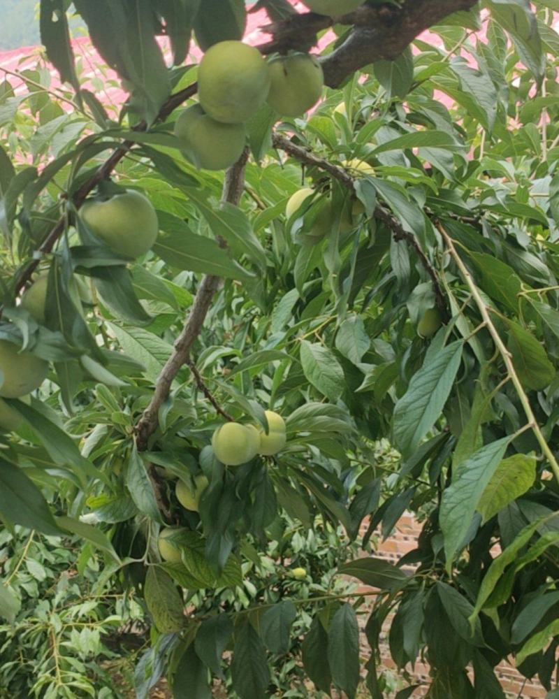 毛坪脆李