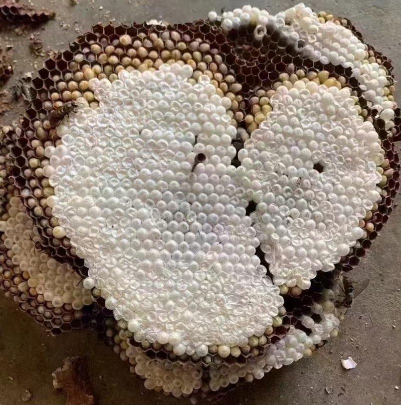 蜂蛹，新鲜靓货