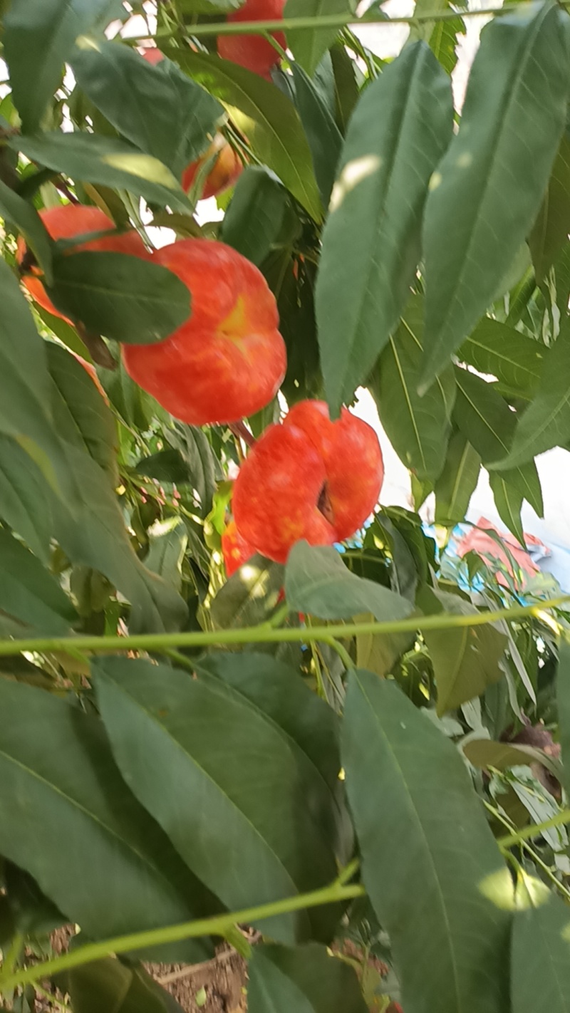 油潘
