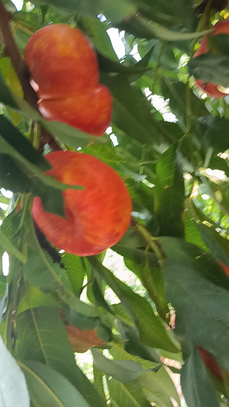 油潘