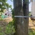 吉安市永丰县杜仲树出售（20年树龄）