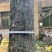 吉安市永丰县杜仲树出售（20年树龄）