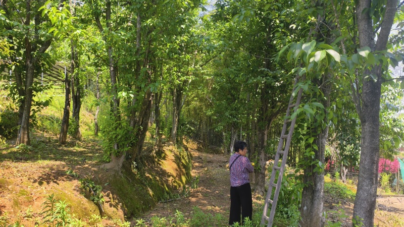 吉安市永丰县杜仲树出售（20年树龄）