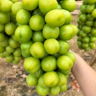 大坨坨，大果粒