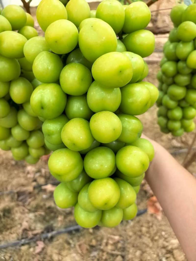 大坨坨，大果粒