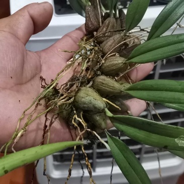 鹿蹄草