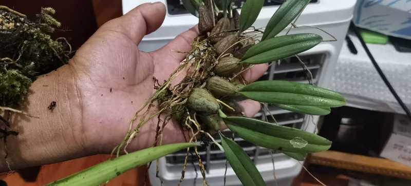 鹿蹄草