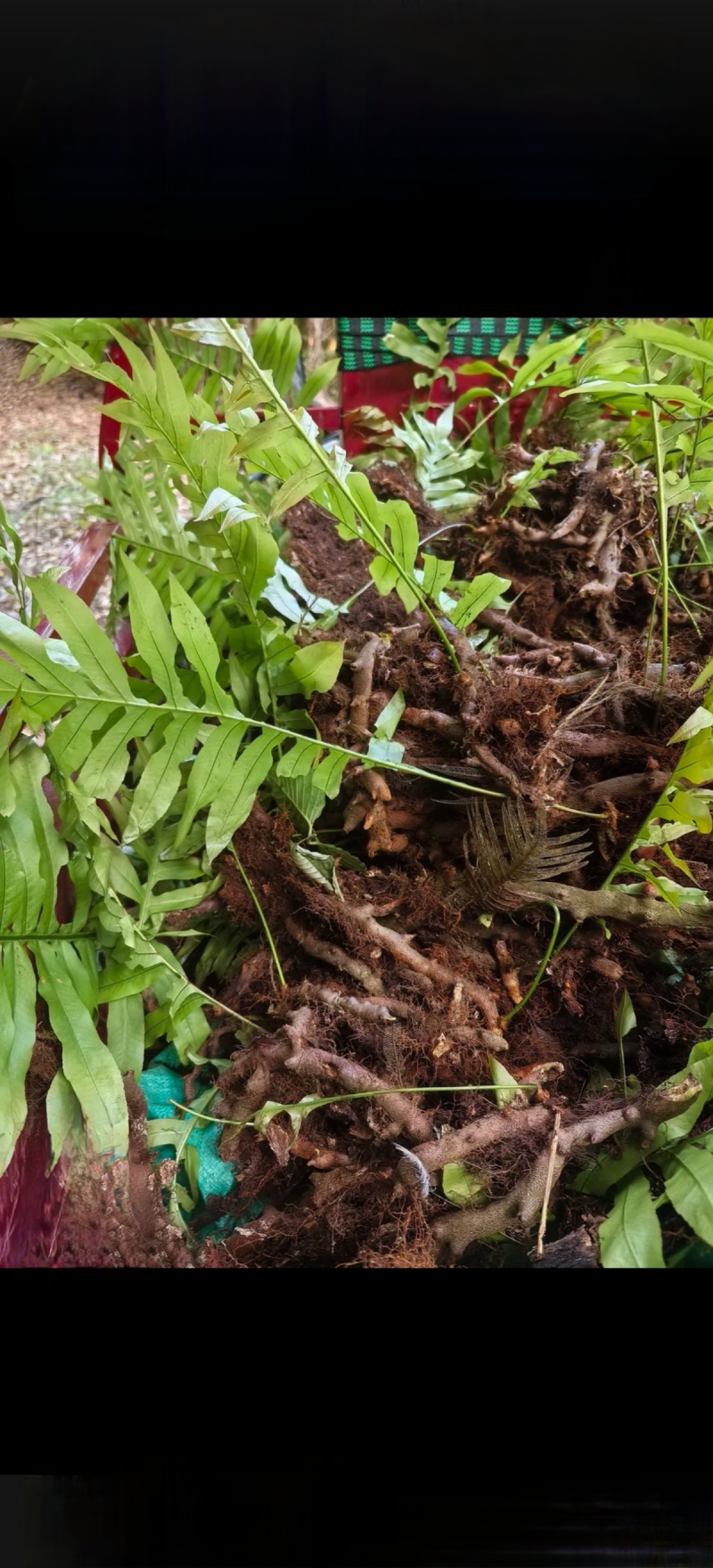 鹿蹄草