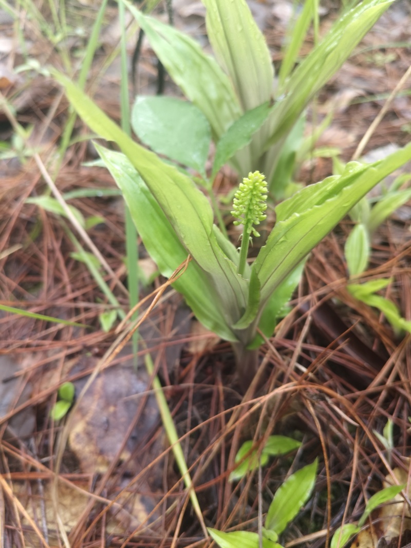 野生见血清
