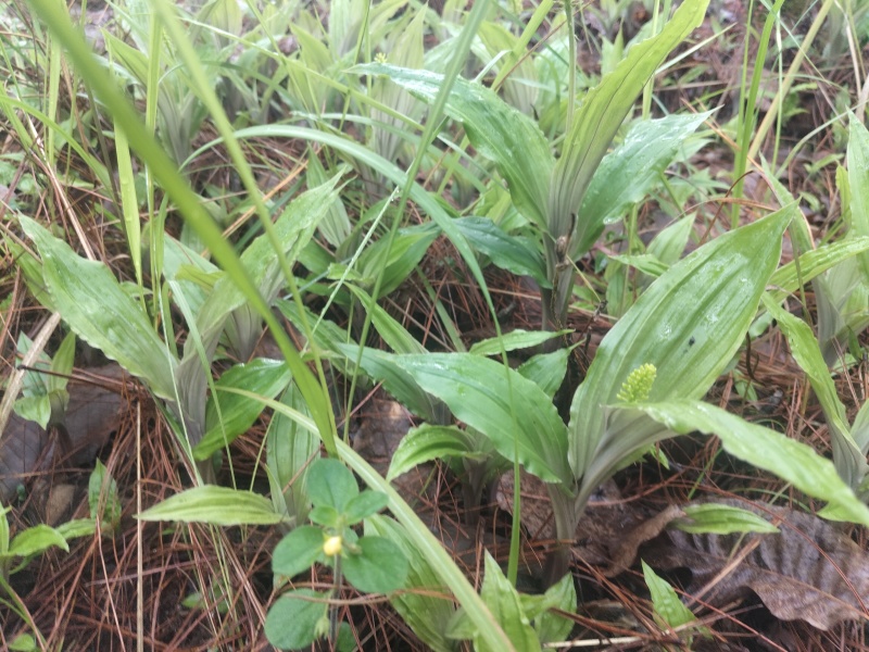野生见血清
