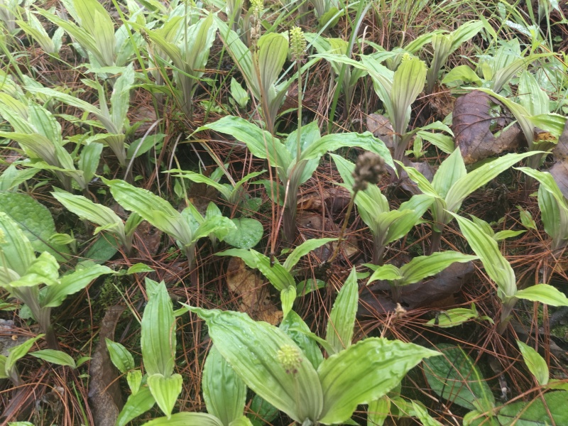 野生见血清