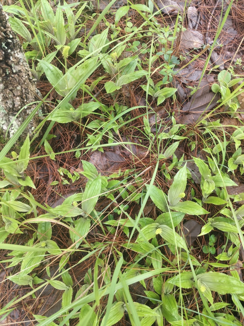 野生见血清