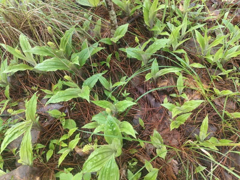 野生见血清