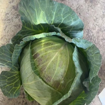 甘蓝莲花白