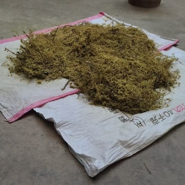 药材，槐米