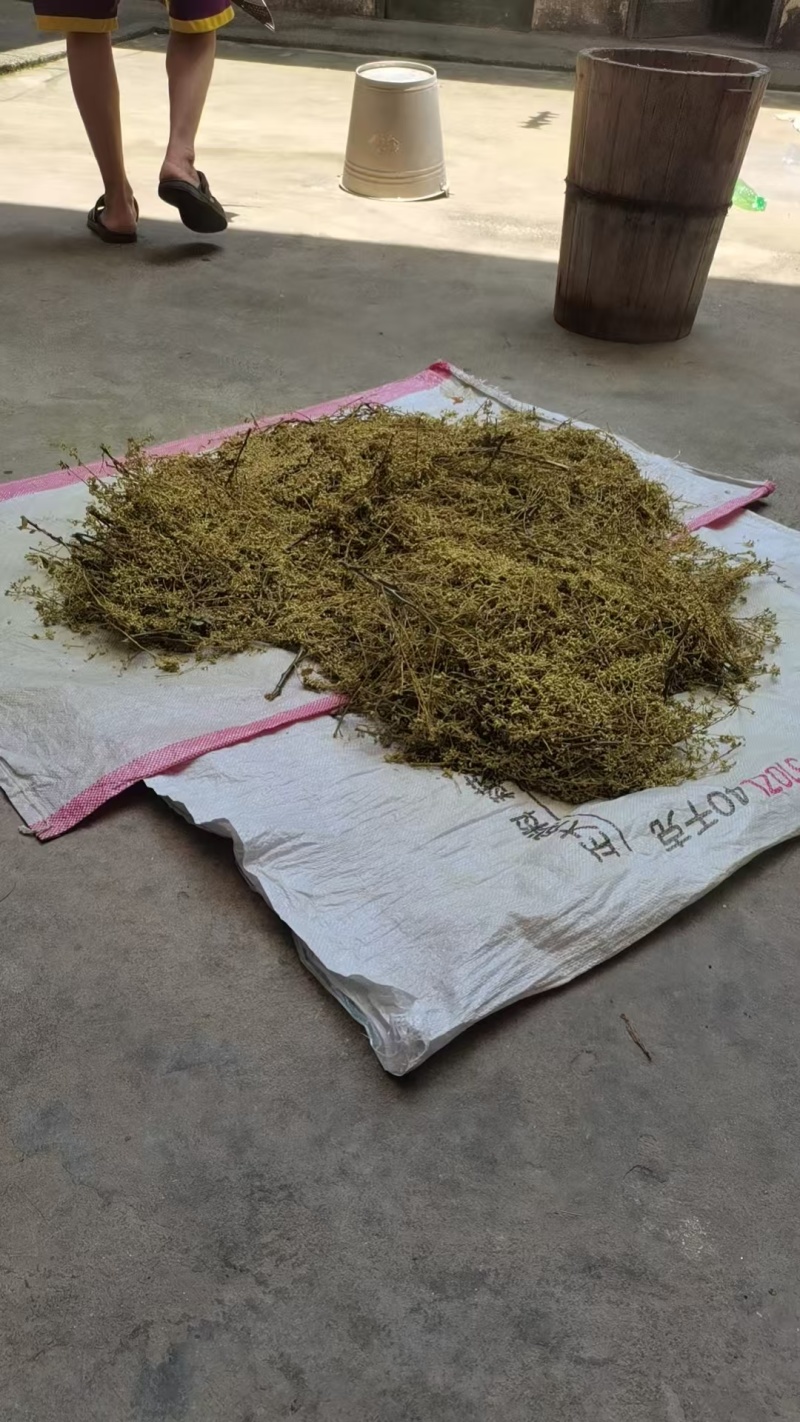 药材，槐米