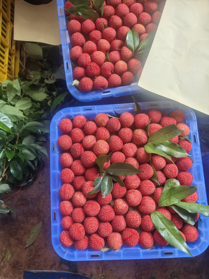 禾荔，桂味，情人荔，仙进奉大量上市
