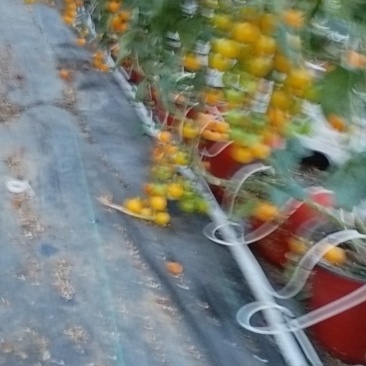 小番茄