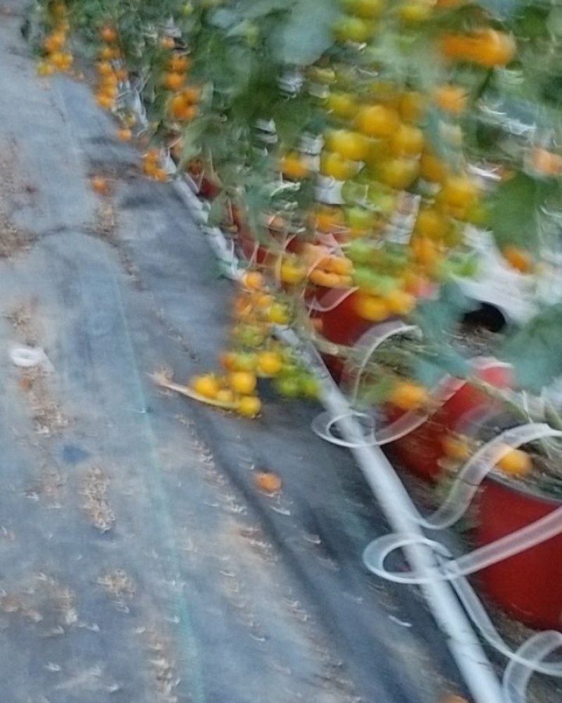 小番茄