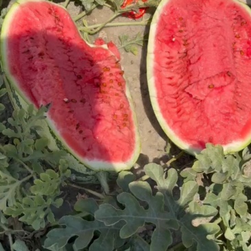 宁夏石头瓜！大量有货