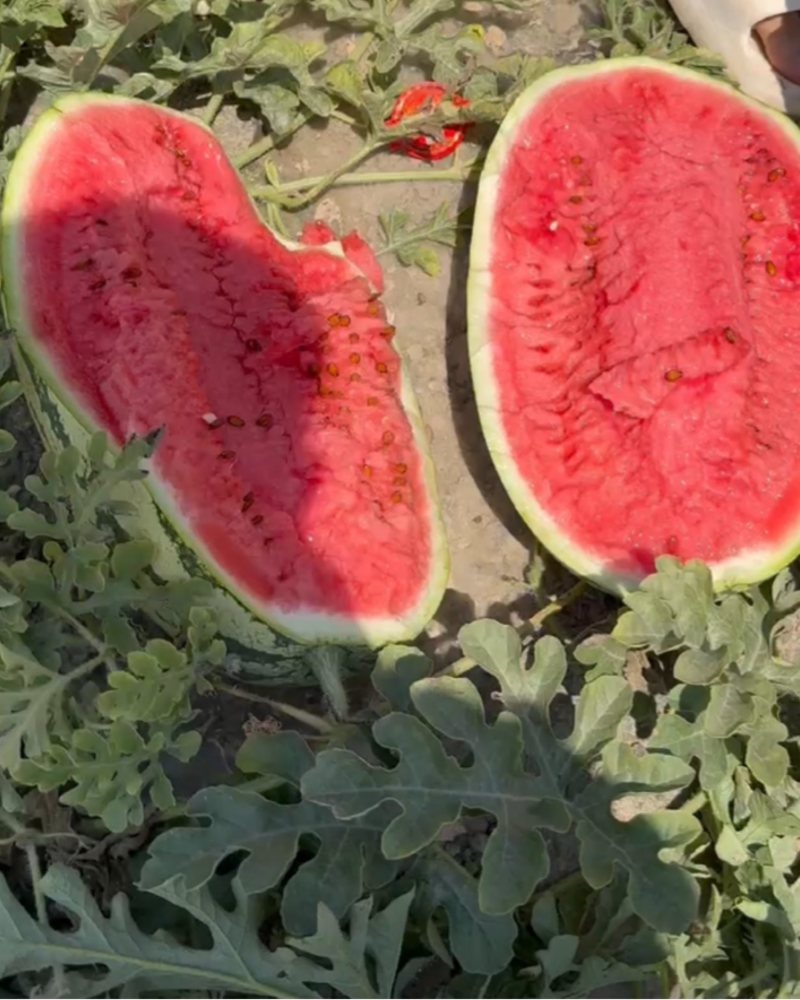 宁夏石头瓜！大量有货