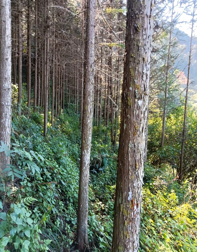 10年及以上杉树