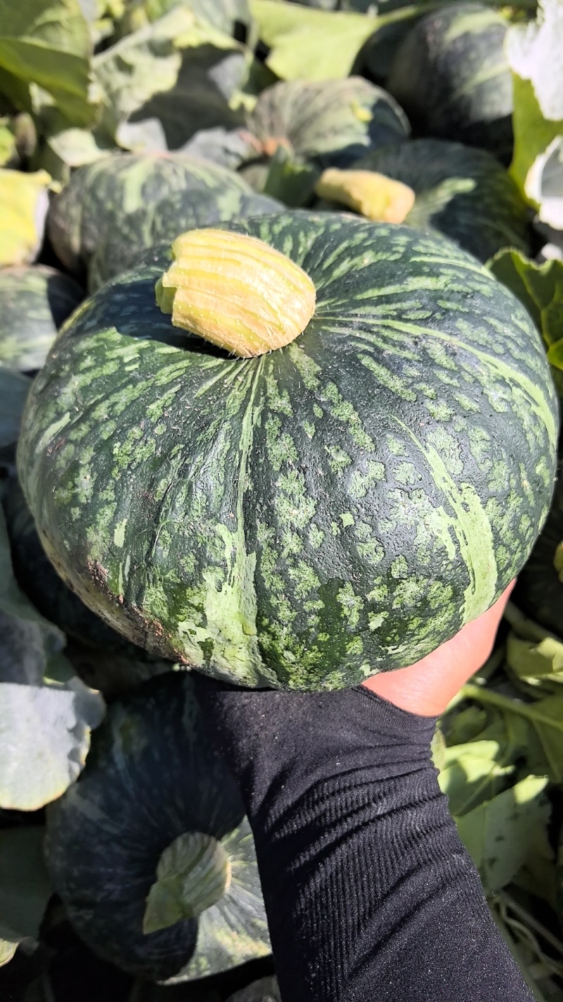 南瓜\板栗南瓜\山西晋中平遥县板栗南瓜种植基地大量上市