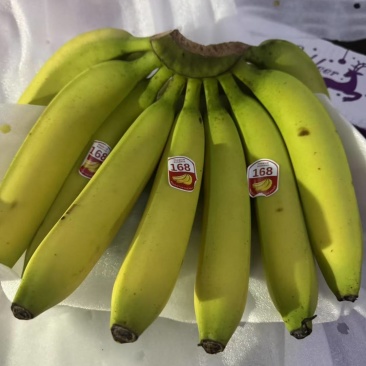 越南精品大金条