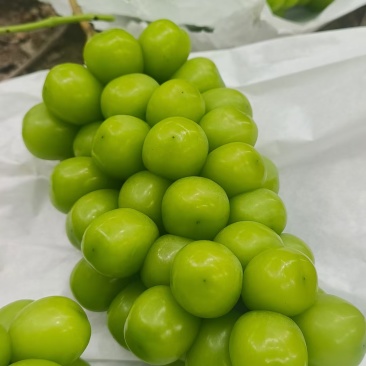 葡萄阳光玫瑰