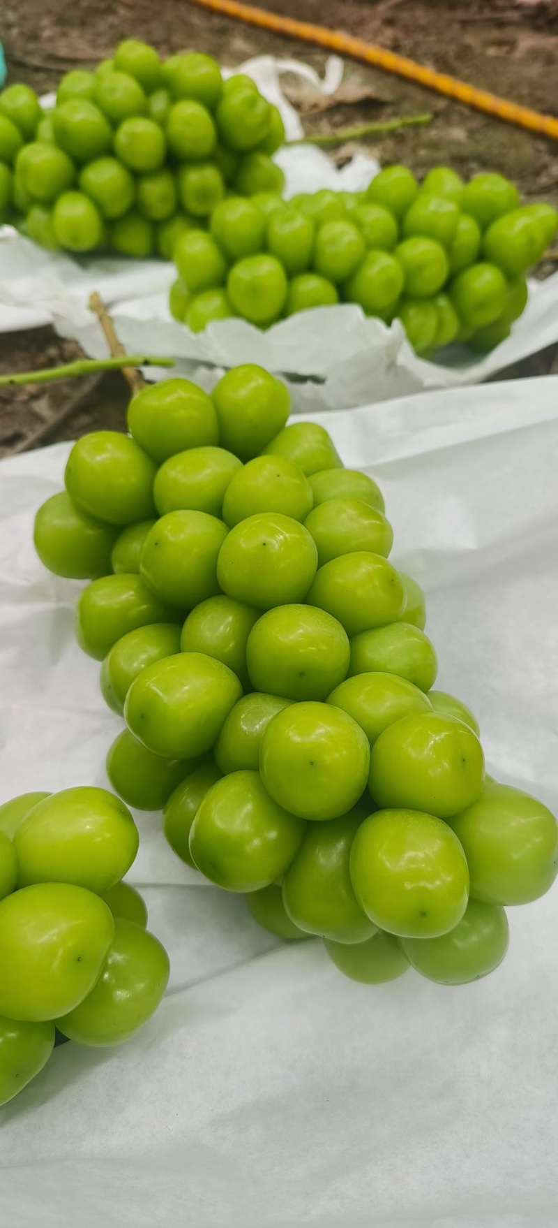 葡萄阳光玫瑰