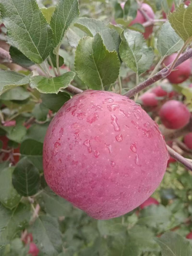 阿坝州小金县，红富士，青苹果🍏