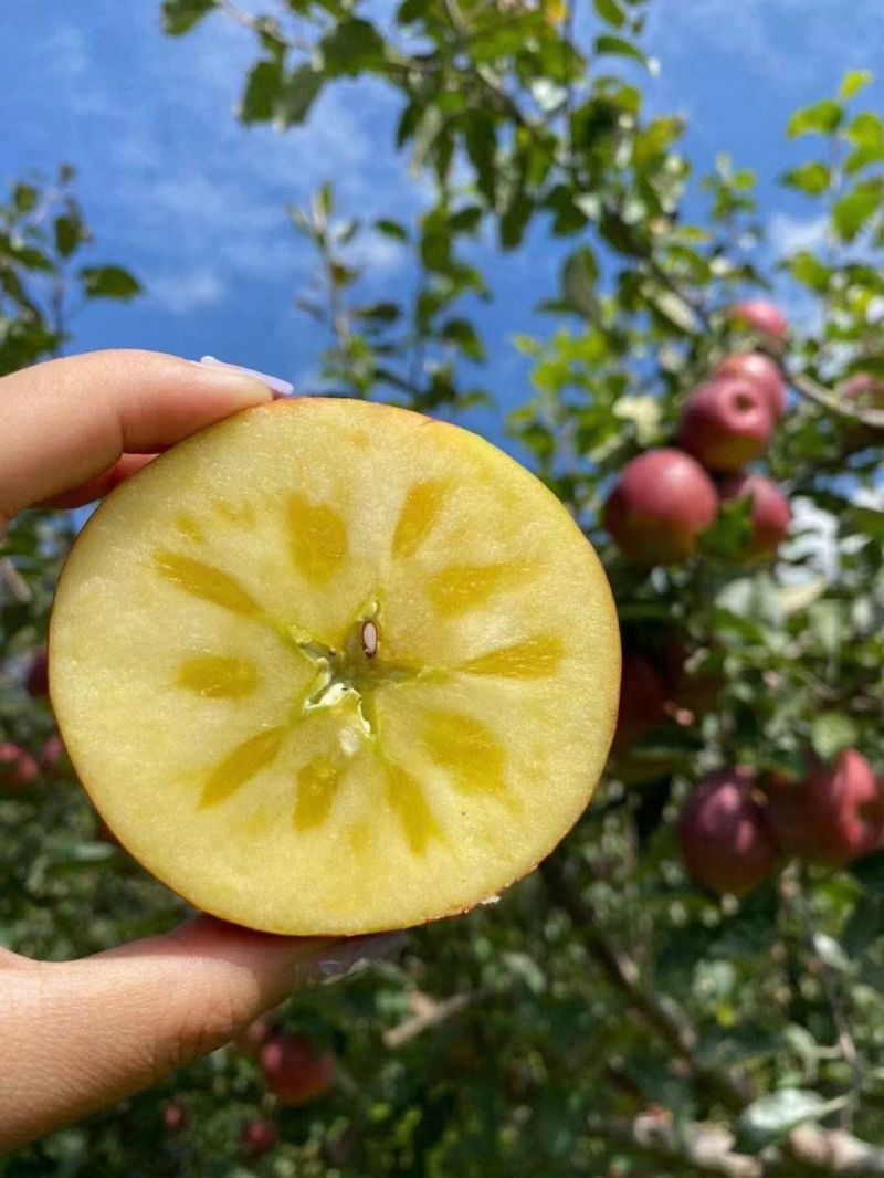 阿坝州小金县，红富士，青苹果🍏