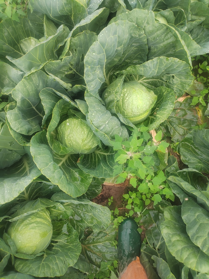 甘蓝