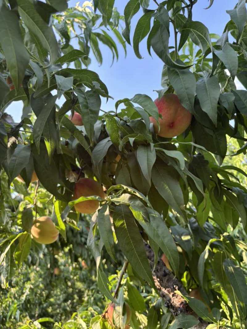 自家果园种植产地直销水蜜桃，直甜多汁口感好