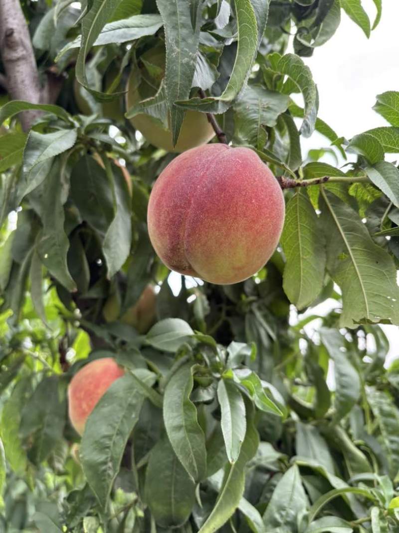 自家果园种植产地直销水蜜桃，直甜多汁口感好