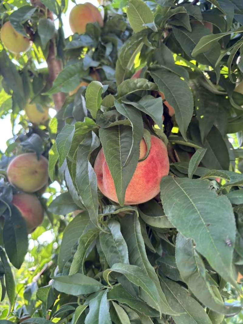 自家果园种植产地直销水蜜桃，直甜多汁口感好