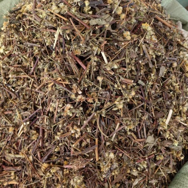 一枝黄花