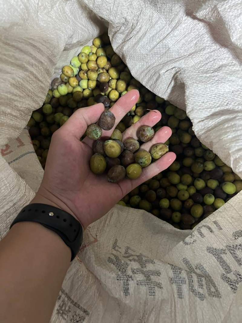 麻莲籽/草莲